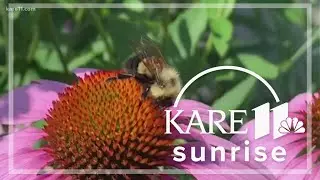 Sven Explains: The rusty patched bumble bee