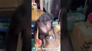 Удивительные Утренние Привычки У Шимпанзе