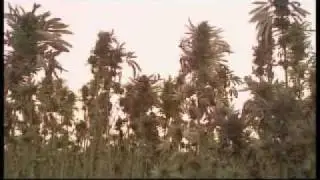 Afghanistan cannabis production - 3 December 2007