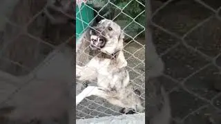 Very Aggressive Afghan Koochi Dog