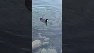 Cute little duck feet diving underwater! :-) #Ducks #DuckWatching #DuckCalling #Shorts #Arizona
