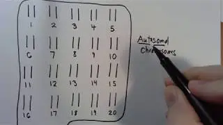 #9 Autosomal vs Sex Chromosomes
