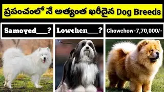🐕🐕 World's Top Most Expensive Dog Breeds ||MickyZone||