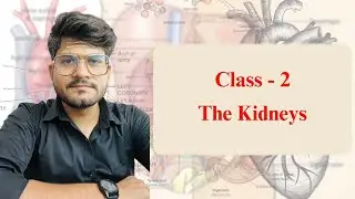 The Kidneys | Class - 2 | #kidney  #urinarysystem #Excreatorysystem #Renalsystem