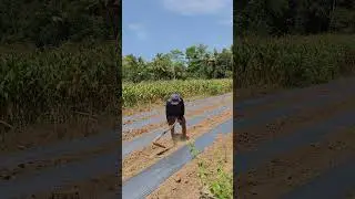 Super simple tool to cultivate land very easily-Agriculture farming #shorts