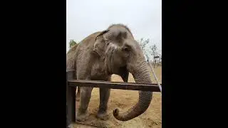2026 Vietnam.  Target training a old almost blind elephant using bells. 
