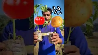 Part 2 pomato ( tomato and potato in single plant)