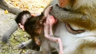 OMG! Daisy Picking Up & Raising New Born Baby Dito Tail Up So hard, Baby So Scary Falling