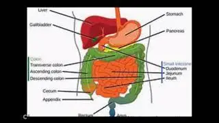 byproducts of resistant starch fermentation enhance mitochondrial function  cellular energy