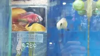 Haplochromis sp. Hippo Point Salmon 薩爾門河馬(維湖魚) 7-8cm