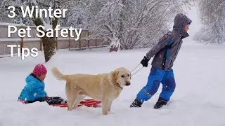 Hanbidge: 3 Winter Pet Safety Tips