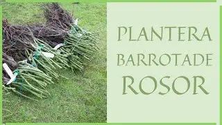 Plantera barrotade rosor - i trädgård eller kruka
