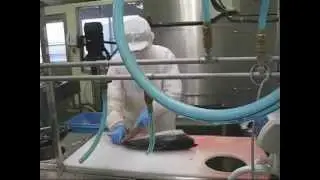 株式会社丸徳水産　和歌山工場 加工作業の様子