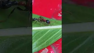 Macro forest ant with wings the queen of the ant #antsvideo #ants #antsbite #antslife