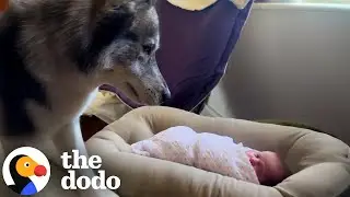Little Girl Grows Up With Two Fluffy Bodyguards | The Dodo