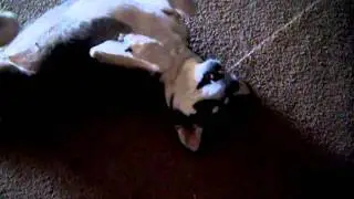 Poochey 1