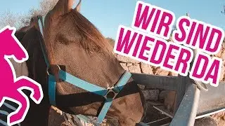 VLOG - Wir sind wieder da! Umzug mit Pferd ♥ ♥ ♥