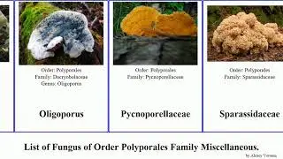 Fungus of Order Polyporales Family Miscellaneous sparassis americana crispa brevipes Xenasmataceae