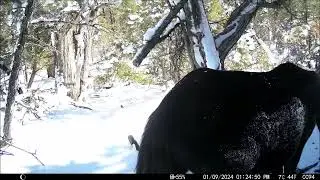 01092024 - First Ever Wild Horse Video In This Area