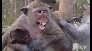 Popeye Monkey Look So Frightened, Sweet Pea Monkey Sucking Strangely, ST #175