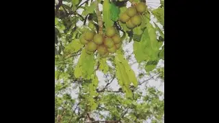 SHEA BUTTER  EXTRACTION PROCESS : MAMPRUGU , DAGBON AND NORTHERN GHANA 🇬🇭🇬🇭
