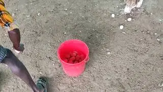 400 Duck eggs per day in Assam.