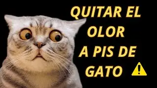 Cómo ELIMINAR el OLOR a ORINA de GATO de Forma RÁPIDA y DEFINITIVA 