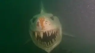 दुनिया के सबसे खतरनाक मछली | Dangerous Fish Ever Caught on Camera