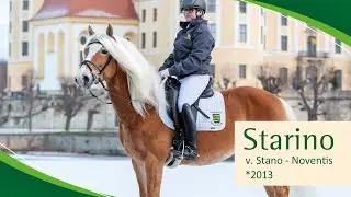 STARINO v. Stano - Noventis