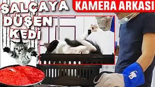 Salçaya Düşen KEDİ Mİ OLUR? 😃 İŞTE KAMERA ARKASI - #DoBiDa Kamera Arkası