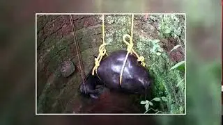 A BUFFALO RESCUED BY FIRE FIGHTERS AFTER IT FELL INTO THE WELL