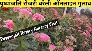 हम आपको दिखाते हैँ  बरैली की पुष्पाजलि रोजरी 🌹 Puspanjali Rosery Visit🌹Online Rose Plant 🇮🇳