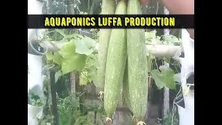 Aquaponics luffa production, harvesting luffa