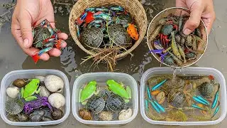 Collecting 30+ Rainbow Rice-Field Creatures | Colorful Wildlife Hidden in Mud