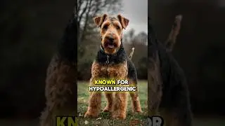 Big Dogs, Less Fur Top 5 Low-Shedding Breeds!
