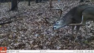 Oak Creek Whitetail Ranch Cam 11