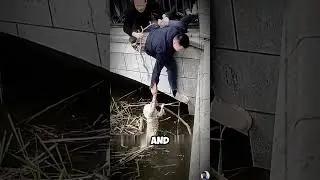 Brave Rescue: Strangers Save Helpless Dog from Drowning #shorts #short
