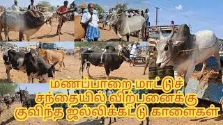 💥🔥மணப்பாறை மாட்டுச்சந்தை/விற்பனைக்கு குவிந்த ஜல்லிகட்டுகாளைகள் #cow #bull #tamilyoutuber #manapparai