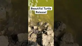 Beautiful Turtle Release! #shorts