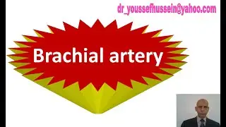 33. Brachial artery and anastomosis around the elbow joint