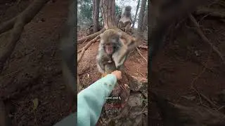 You Won&rsquo;t Believe How Calmly This Monkey Helps Her