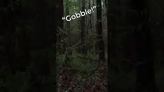 Gobbler On The Roost!
