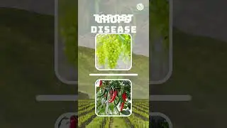 Bayer Luna Experience fungicide | Systemic Fungicide | Fluopyram + Tebuconazole | Luna Experience