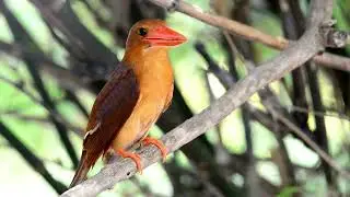 Beautiful Ruddy Kingfisher video-4k Nature(Ultra HD) | Nature's Sweet Tales