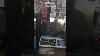 menimbang berat badan |444
