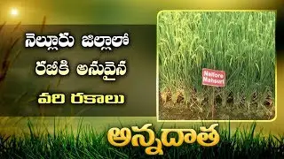 Rabi Paddy Varieties | for Nellore District | Andhra Pradesh