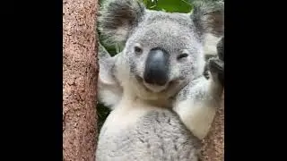 Oh to be a koala chilling on a eucalyptus tree