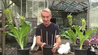 How to take leaf cuttings from a pineapple lily @stinkyditchnursery750 August &lsquo;21