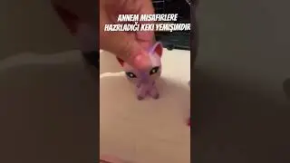 #littlestpetshop #lps #funny #miniş #toys #minişler #voiceeffects #cute #love #pink