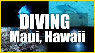Destination Diving in Hawaii | Eels, Sharks, Octopus | Wide Open Sportsman